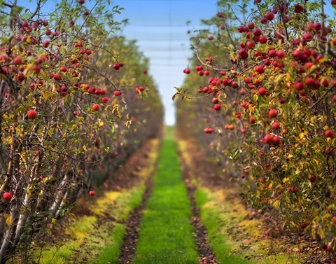 Apple orchard lane in Harcourt, Central Victoria